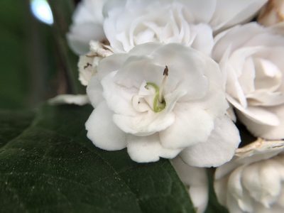 Clerodendrum chinense, photographed by 黃美滿