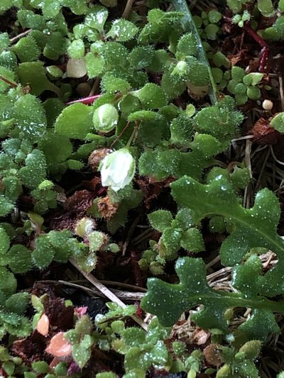 Crassula peculiaris, photographed by Dave U