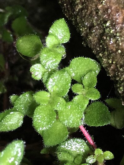 Crassula peculiaris, photographed by Dave U