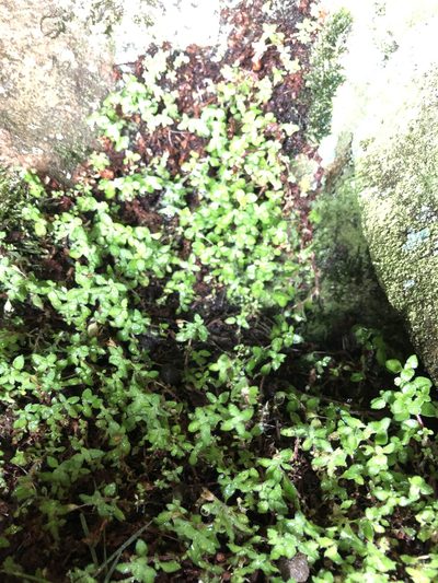 Crassula peculiaris, photographed by Dave U