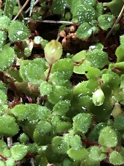 Crassula peculiaris, photographed by Dave U