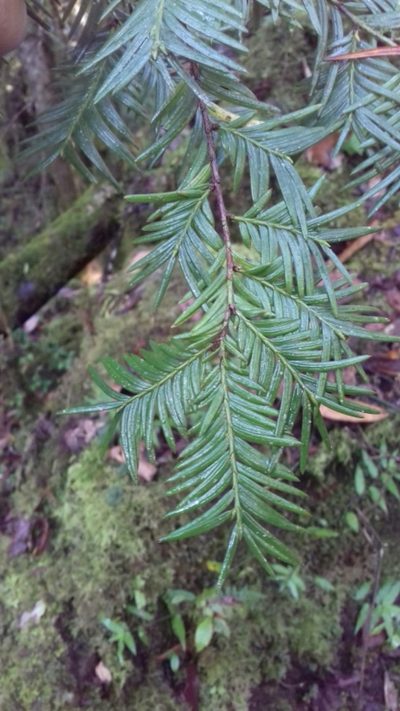 Taxus globosa, photographed by Juan Carlos Pérez Magaña