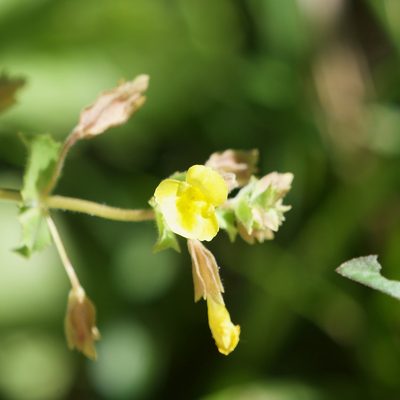 Erythranthe lagunensis, photographed by Bill Levine