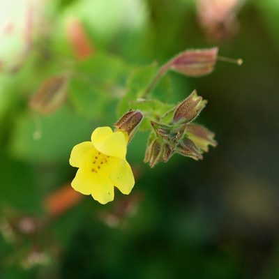 Erythranthe lagunensis, photographed by Bill Levine