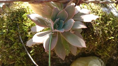 Echeveria rosea, photographed by Sandino Guerrero