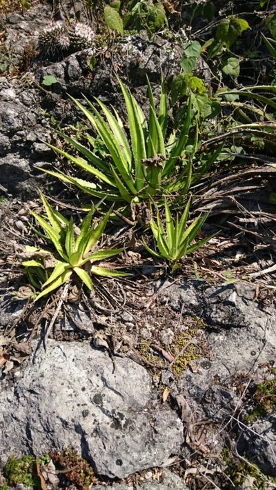 Agave funkiana, photographed by Sandino Guerrero