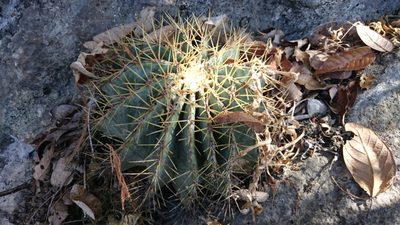 Ferocactus glaucescens, photographed by Sandino Guerrero