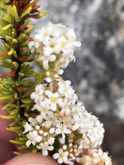 Selago nigromontana, photographed by Dave U
