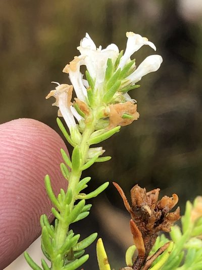 Selago nigromontana, photographed by Dave U