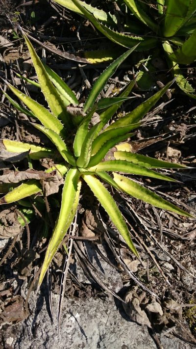 Agave funkiana, photographed by Sandino Guerrero