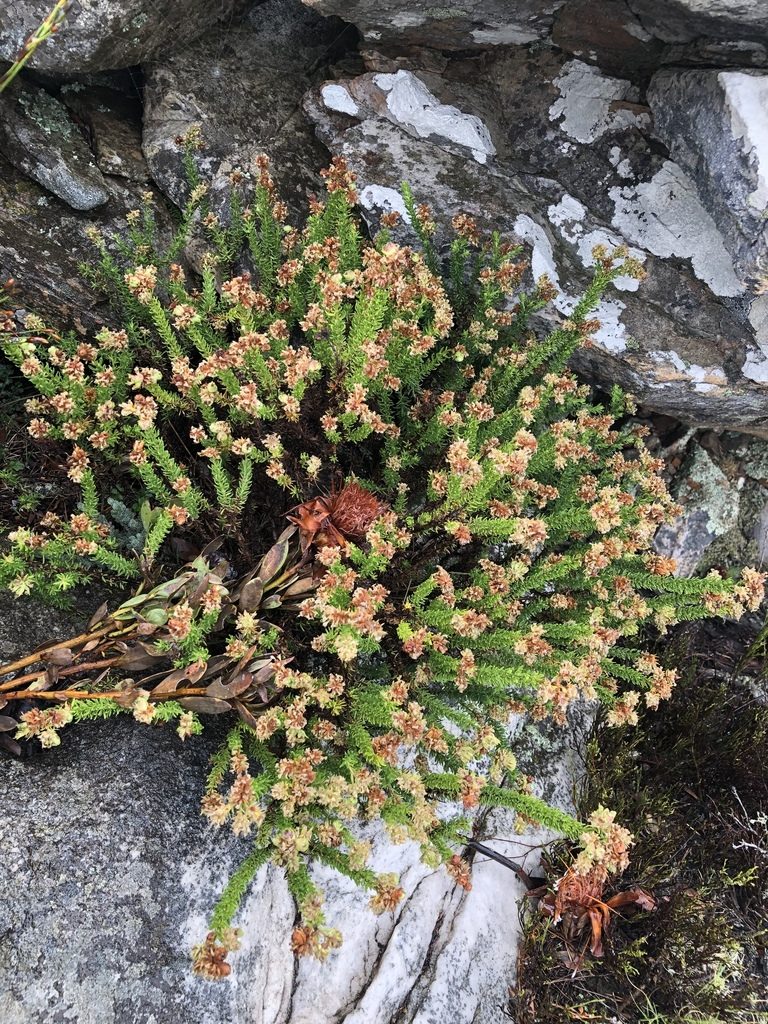 Selago nigromontana, photographed by Dave U