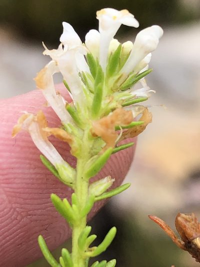Selago nigromontana, photographed by Dave U