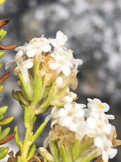 Selago nigromontana, photographed by Dave U