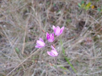 Bletia purpurea, photographed by stinger