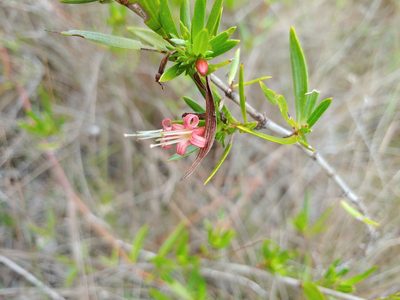 Ernodea littoralis, photographed by stinger