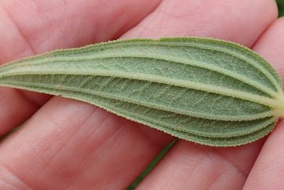 Argyrella canescens, photographed by Peter Warren