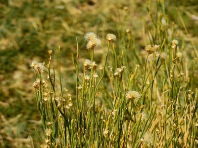 Baccharis spartioides, photographed by Guillermo Debandi