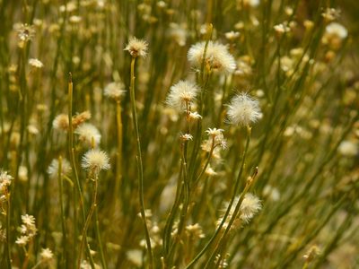Baccharis spartioides, photographed by Guillermo Debandi