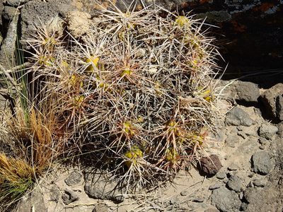 Maihueniopsis hickenii, photographed by Guillermo Debandi