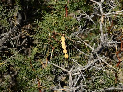 Neltuma flexuosa, photographed by Guillermo Debandi