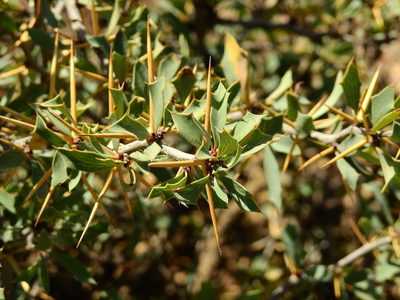 Berberis grevilleana, photographed by Guillermo Debandi