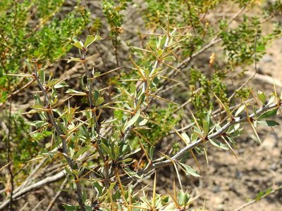 Berberis grevilleana, photographed by Guillermo Debandi