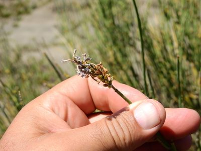 Neosparton aphyllum, photographed by Guillermo Debandi