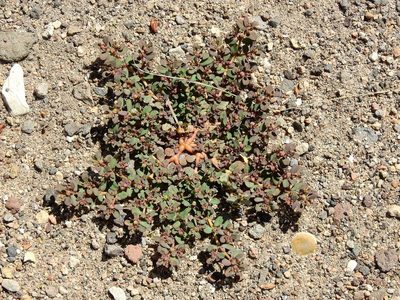 Euphorbia klotzschii, photographed by Guillermo Debandi