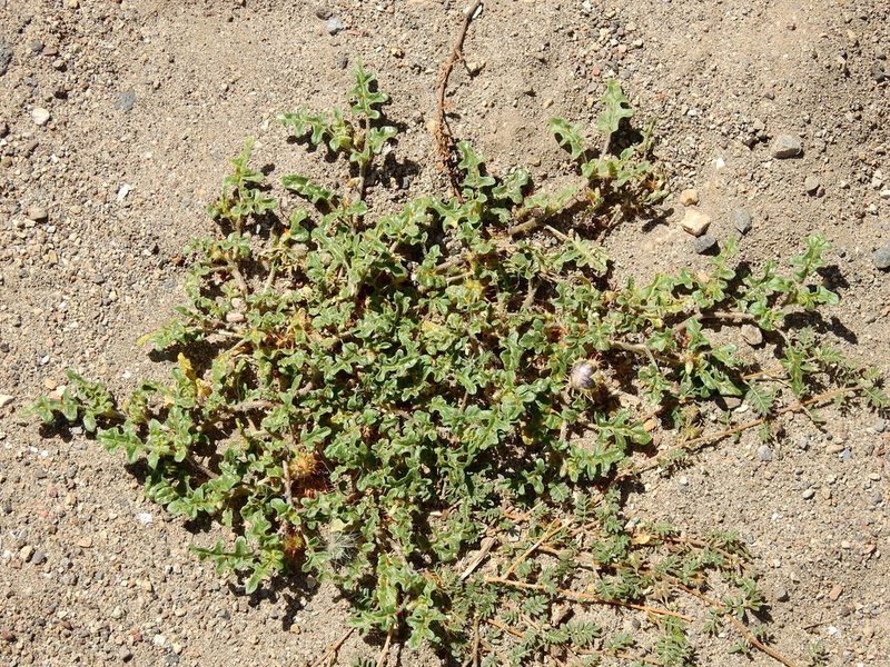 Solanum euacanthum, photographed by Guillermo Debandi