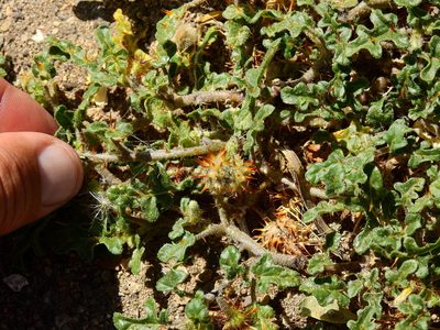 Solanum euacanthum, photographed by Guillermo Debandi