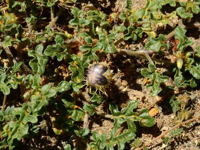 Solanum euacanthum, photographed by Guillermo Debandi