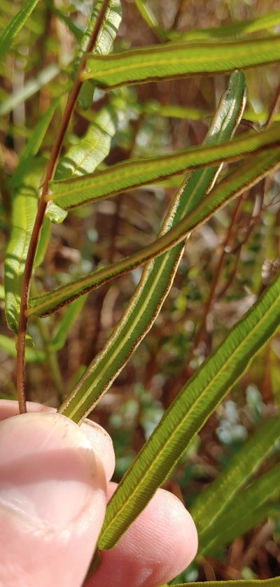Pteris longifolia, photographed by stinger