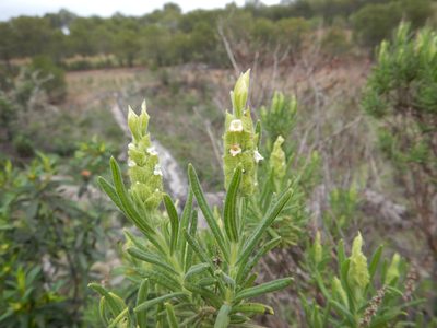 Lavandula viridis, photographed by Duarte Frade