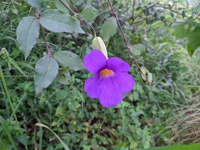 Thunbergia erecta, photographed by Elliot Kulakow