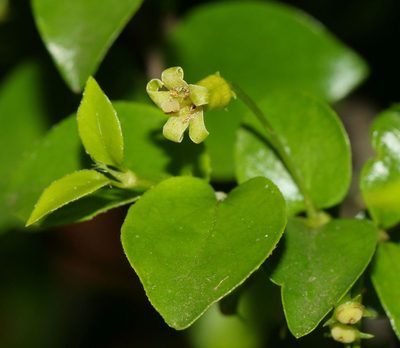 Canthium ciliatum, photographed by Alan Manson