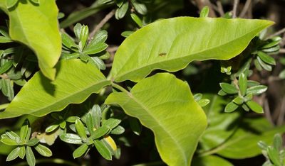 Heteromorpha arborescens, photographed by Alan Manson