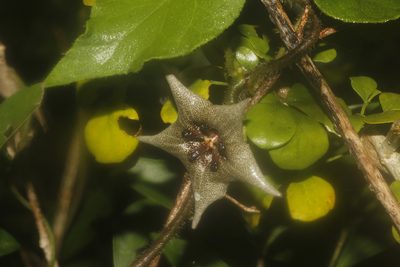 Dictyanthus yucatanensis, photographed by Juan Cruzado Cortés