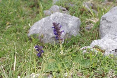 Horminum pyrenaicum, photographed by Ina Siebert