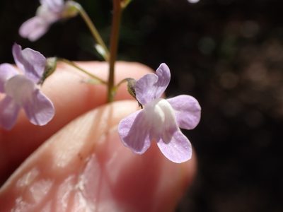 Nuttallanthus floridanus, photographed by John Abrams