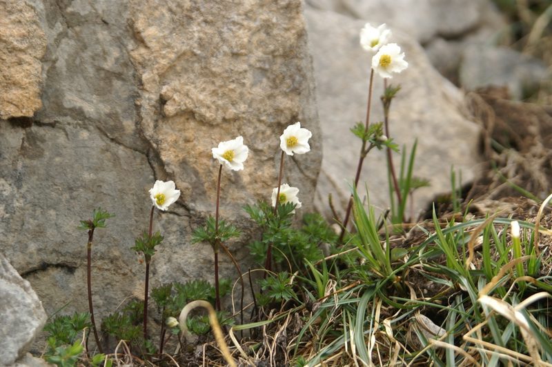 Anemone pavoniana, photographed by Ina Siebert