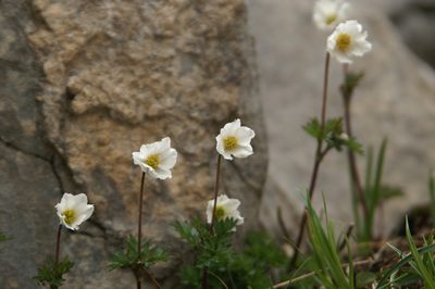 Anemone pavoniana, photographed by Ina Siebert
