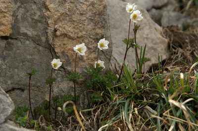 Anemone pavoniana, photographed by Ina Siebert