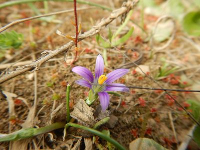 Romulea ramiflora, photographed by Duarte Frade