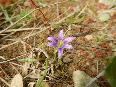 Romulea ramiflora, photographed by Duarte Frade