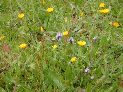 Linaria amethystea, photographed by Duarte Frade
