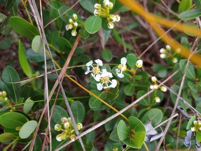 Byrsonima lucida, photographed by stinger