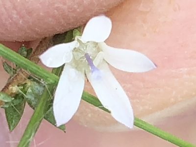 Wahlenbergia loddigesii, photographed by Dave U