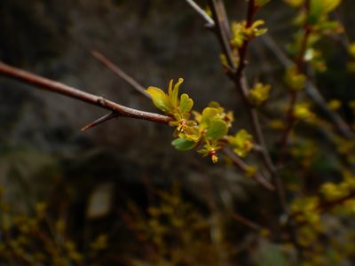 Flueggea tinctoria, photographed by Duarte Frade