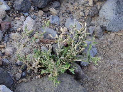 Mentzelia albescens, photographed by Guillermo Debandi