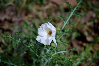 Argemone aurantiaca, photographed by Wes Copas